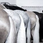 Corridas de rejones Madrid