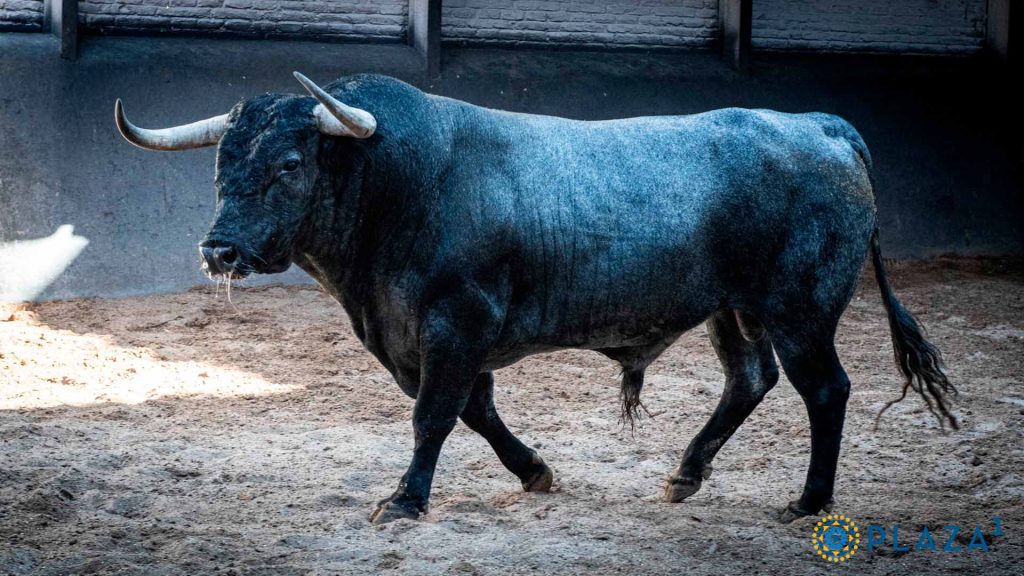 Toros de José Escolar